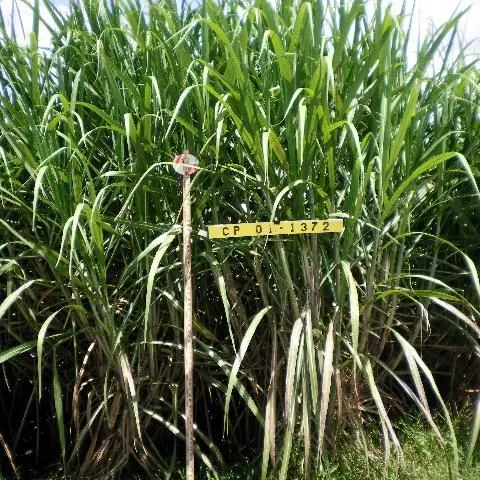 thumbnail for publication: Sugarcane Cultivars Descriptive Fact Sheet: CP 96-1252, CP 01-1372, and CP 00-1101